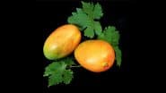 Benefits of Mango: यूं ही नहीं कहते आम को 'राजा', 'स्वाद में हिट' और त्वचा निखारने में 'सुपर हिट'